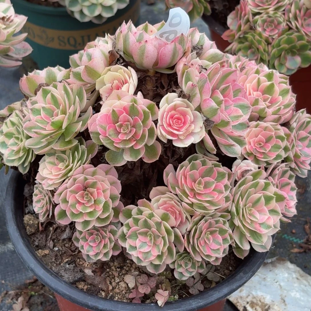 065荔枝多肉植物发货