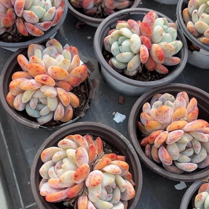 梦露双头一颗量拍多肉满20包邮