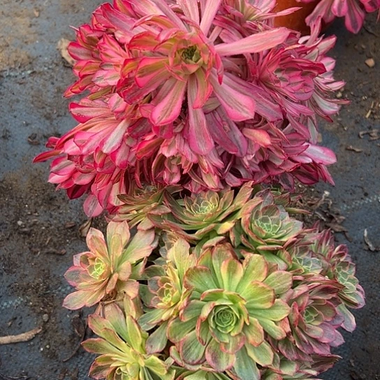 一颗红铜白一颗万黄多肉