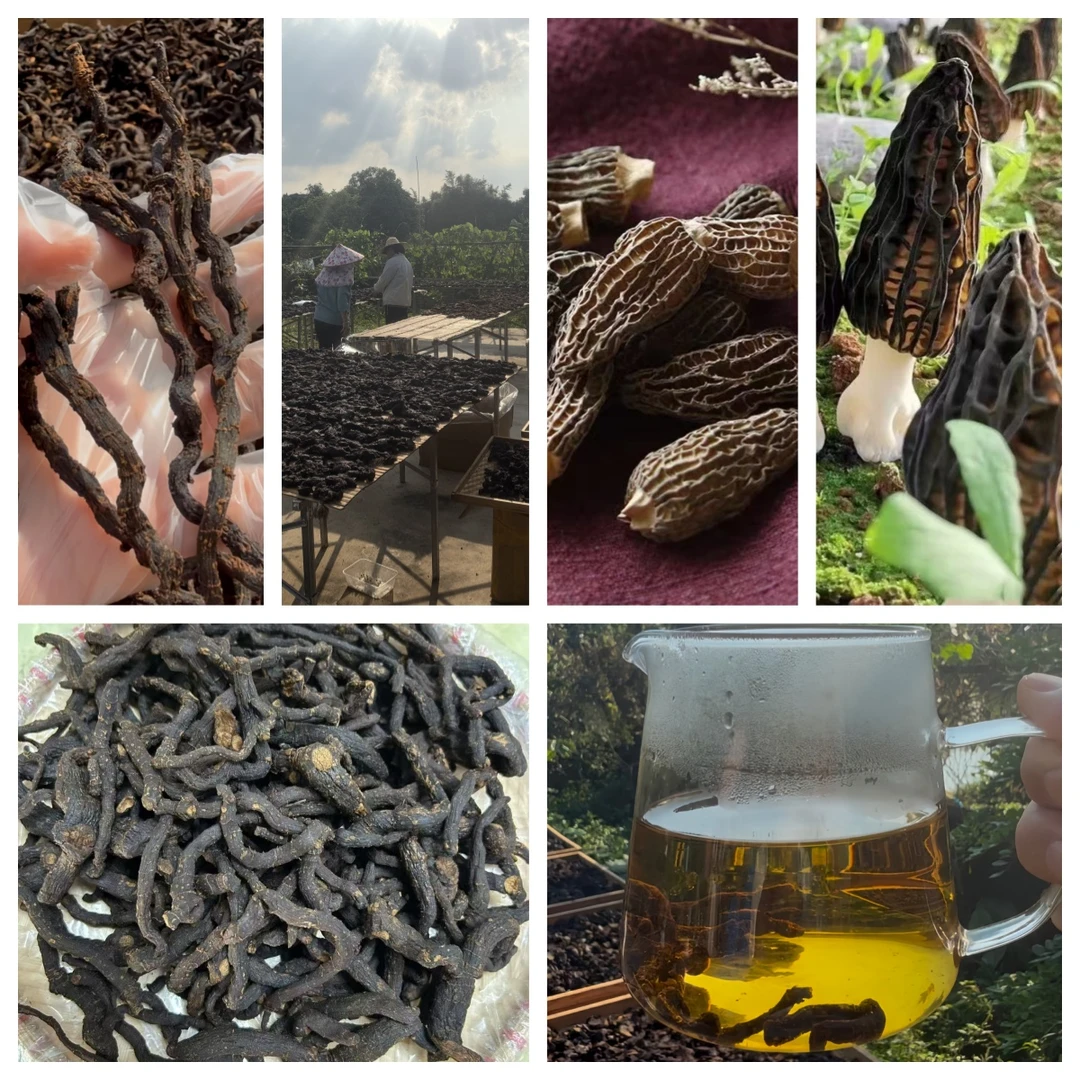 玉竹 野的 九蒸九晒  无添加 可直接吃 可泡水 可搭羊肚菌