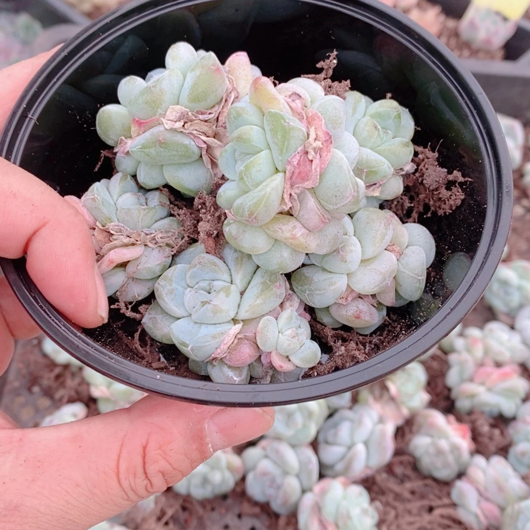多肉植物精品切糕B789