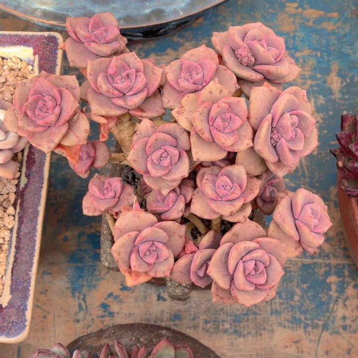 多肉植物 彩虹糖-4