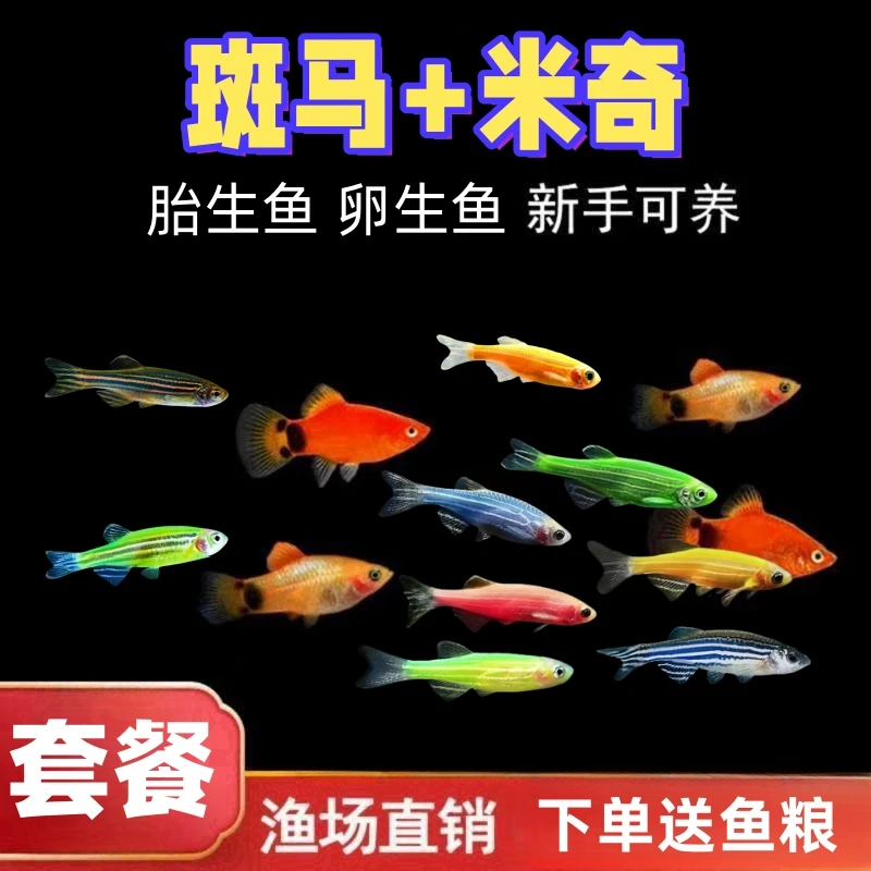 【新手快乐鱼】小型观赏鱼 淡水宠物鱼 好养易活 斑马米奇套餐组合