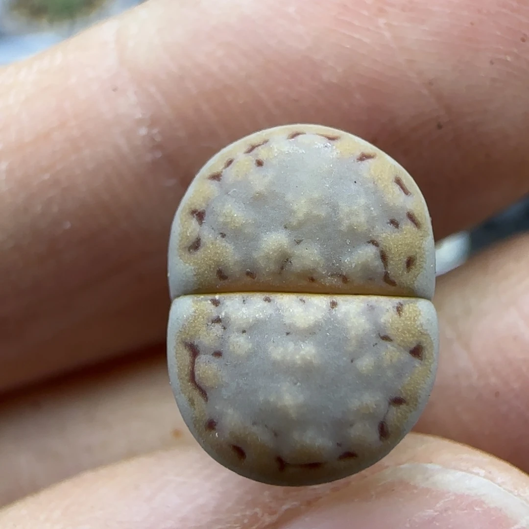 320饼干清框福利30包邮