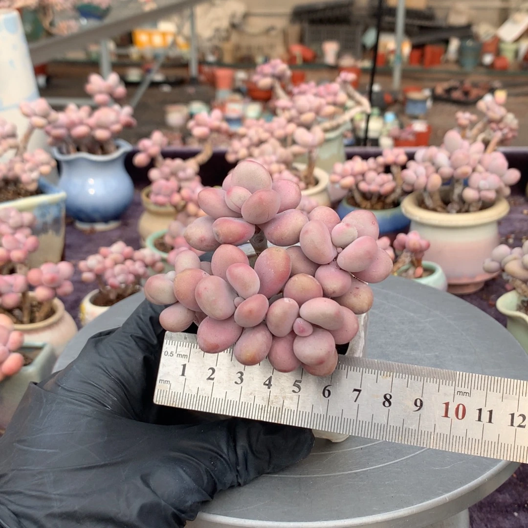 36号带盆偏远地区不包邮的