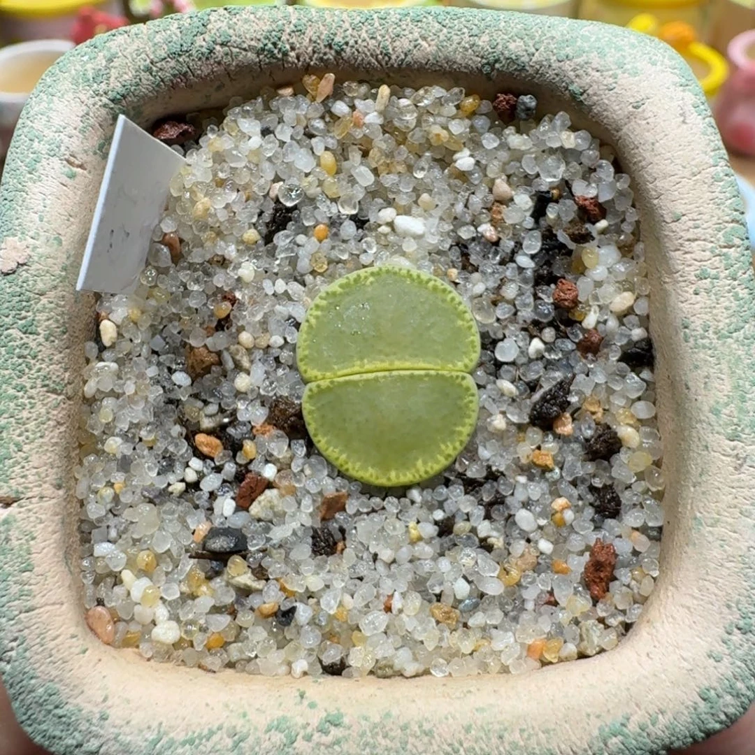 蘑菇1214绿帽多肉植物