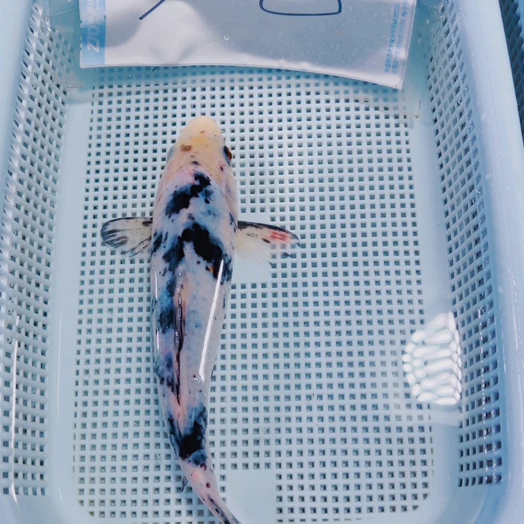 海水鱼锦鲤观赏鱼1101