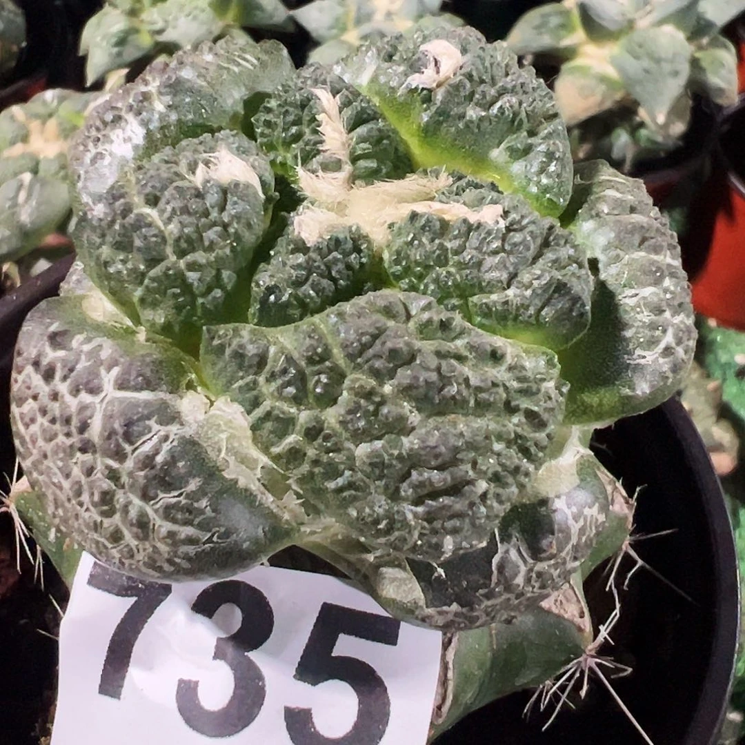 无花朵福利紫肌大尤连山牡丹735