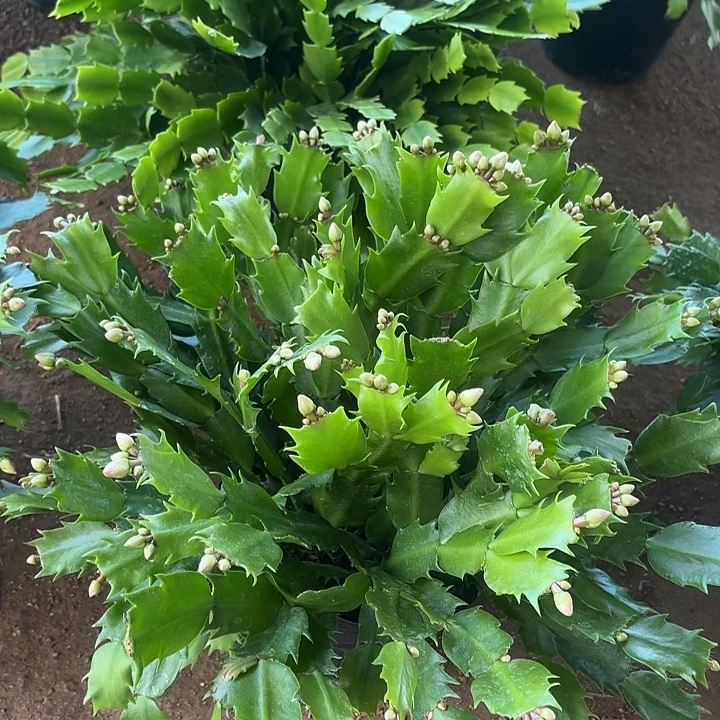 小***溪当前无花栽培后可以开花