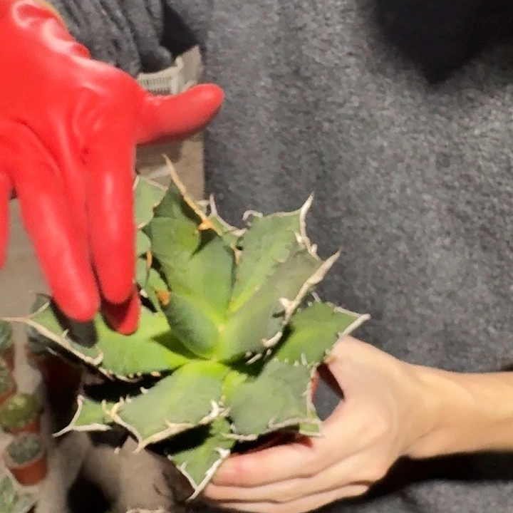 一行园艺【三叉姬】