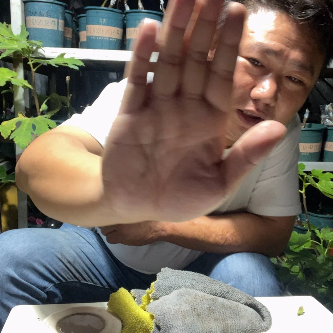 直播间福袋黑帝王白头苗