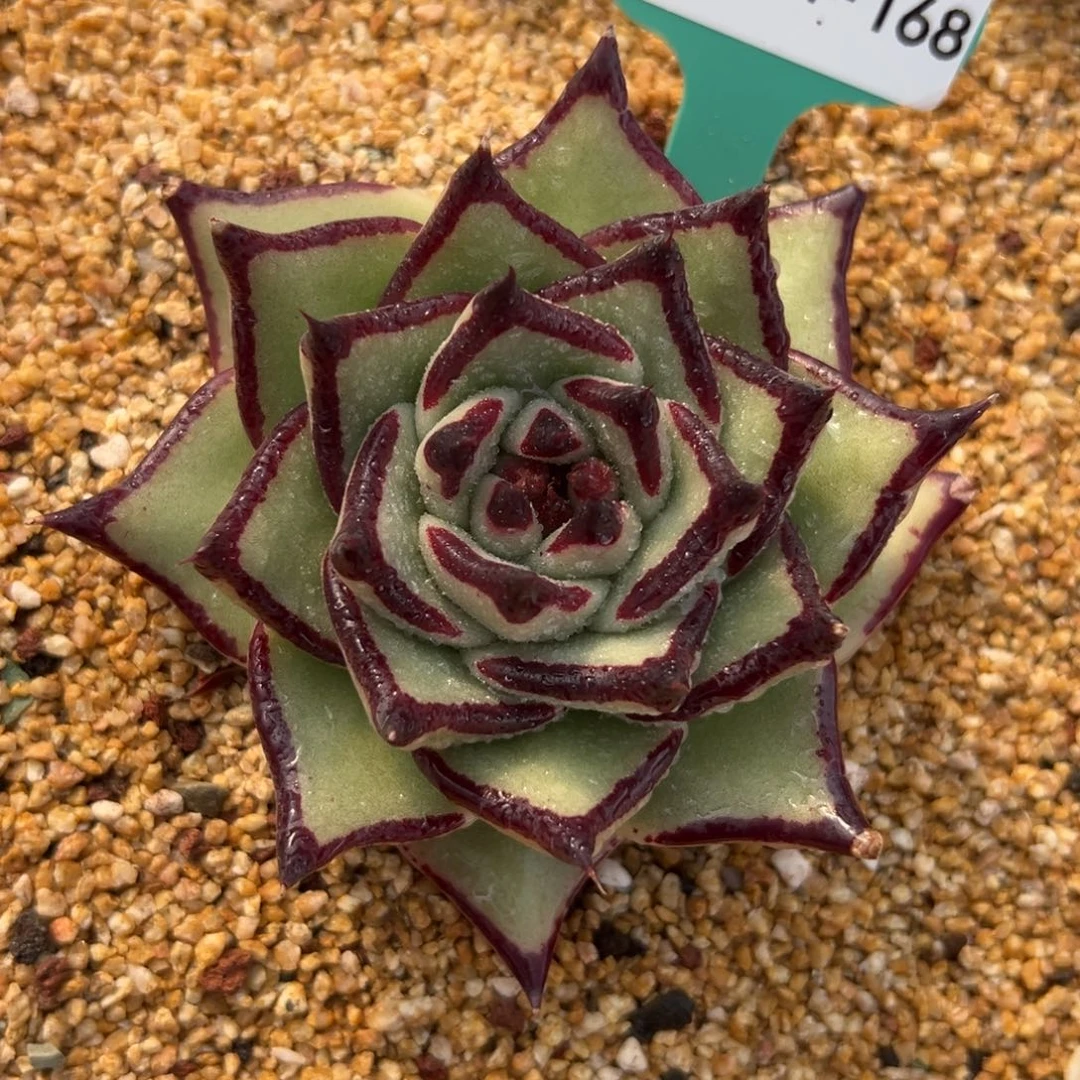 多肉一物一拍0211-168