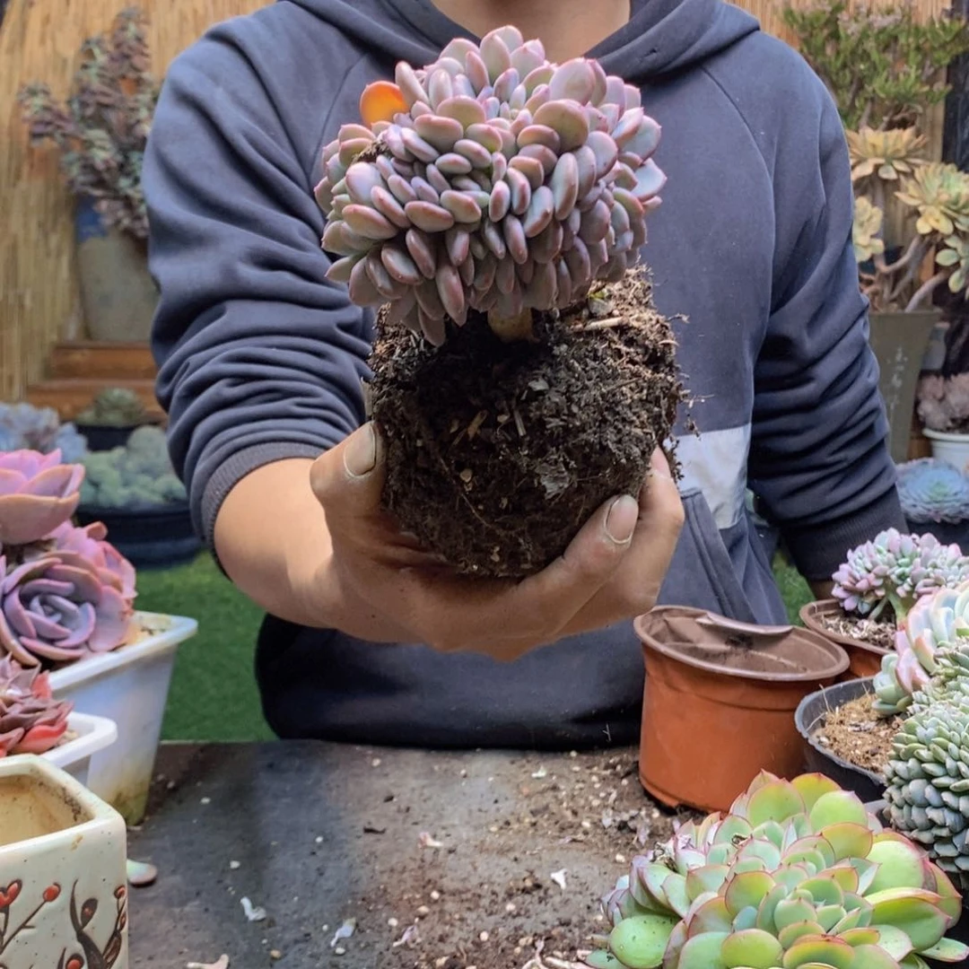 小*?D14号玛瑙缀多肉