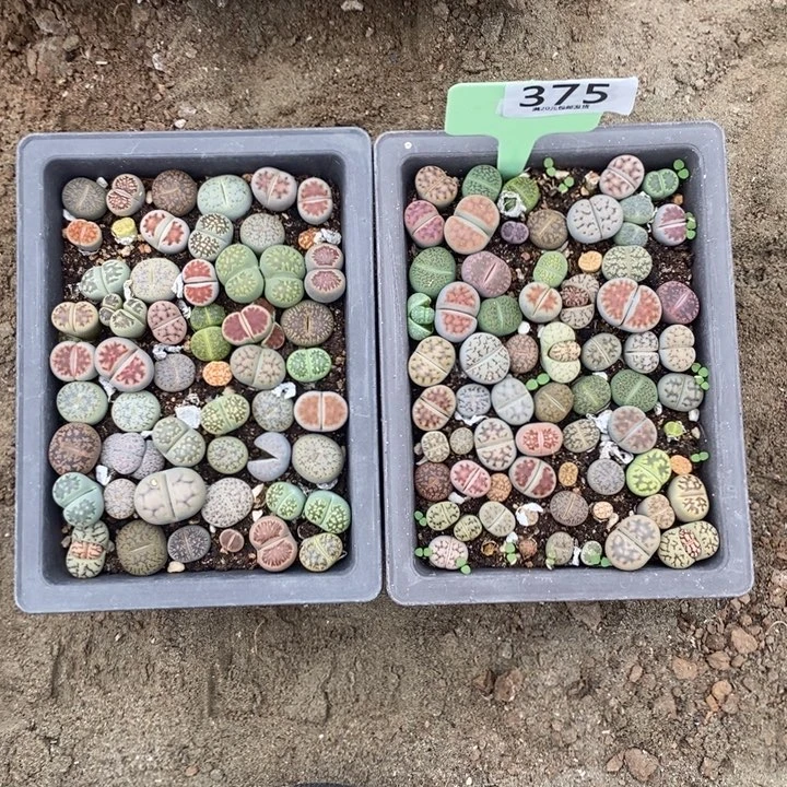 *****生石花等植物的生长375