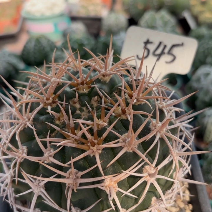 天***崖545实生碧岩玉好养皮实