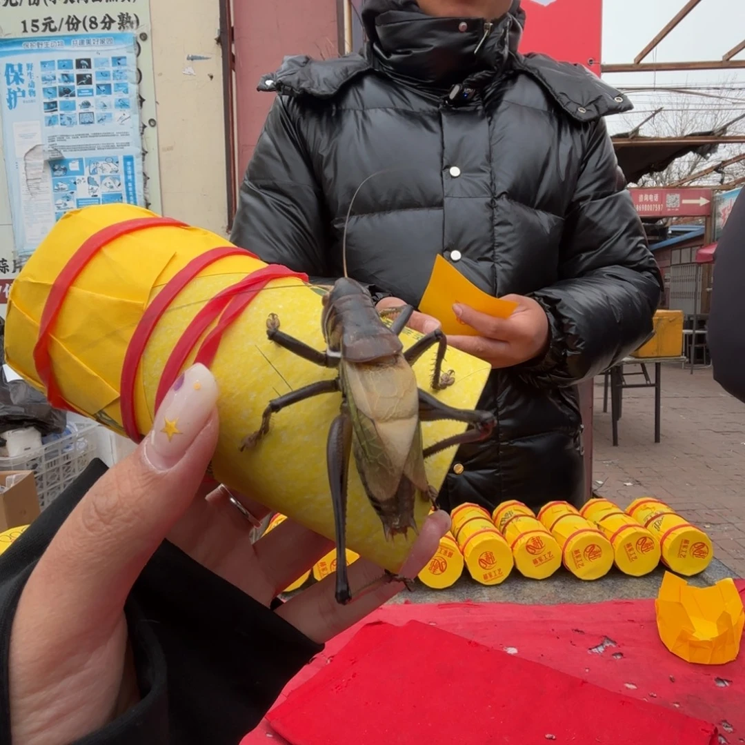 依***天蝈蝈蝈蝈福福价格