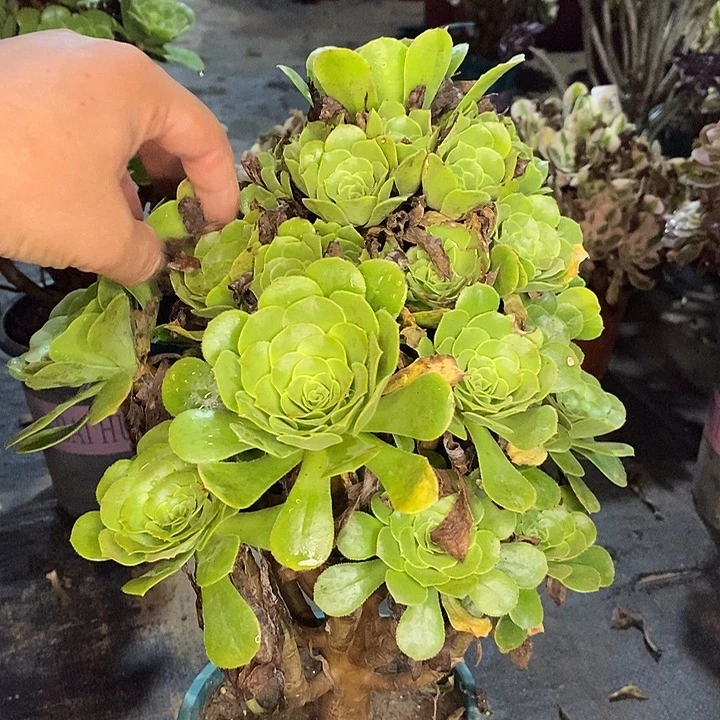 绿羊绒多肉植物029