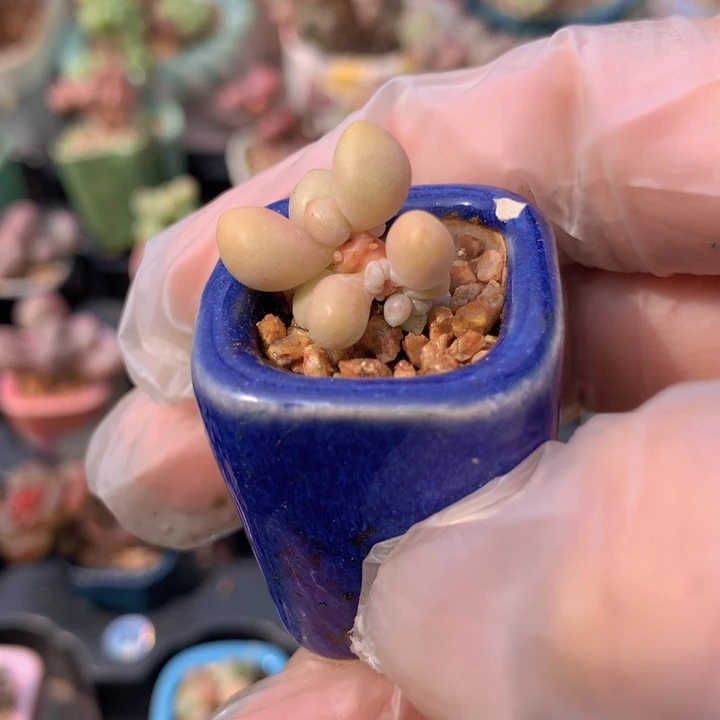 韩国正版黄金手指奶酪