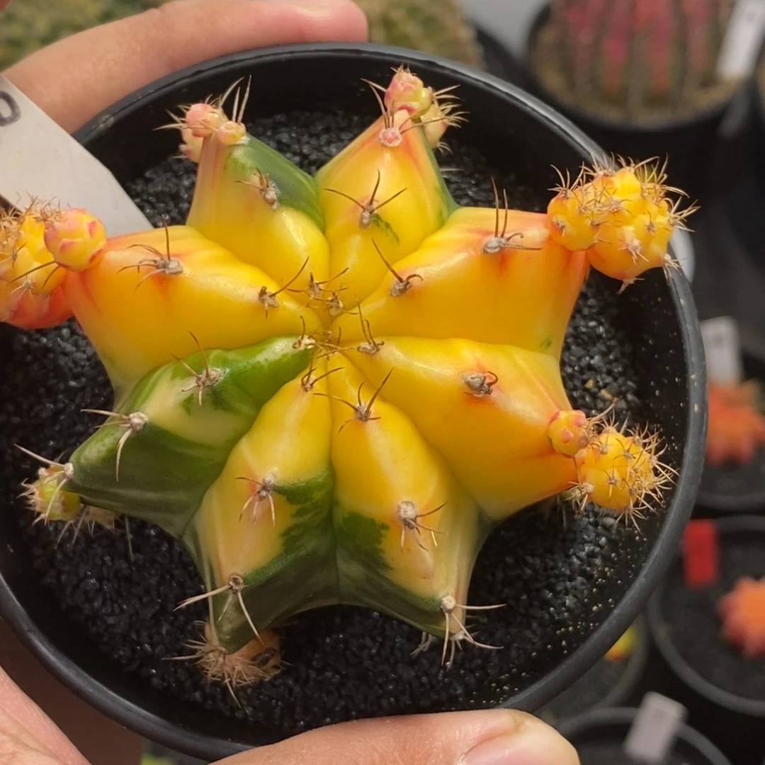 精品米哈—带盆土发货7