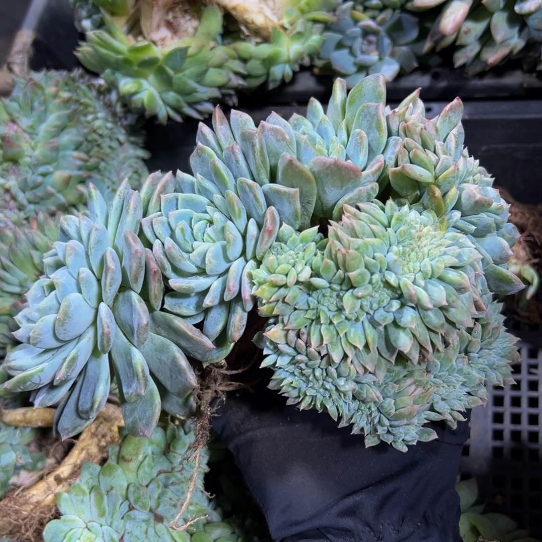 白体琥珀缀微瑕 天天开心