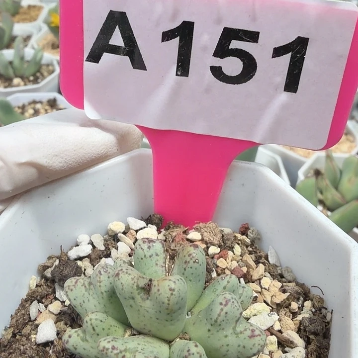 151莫莫莫我哦小心翼翼