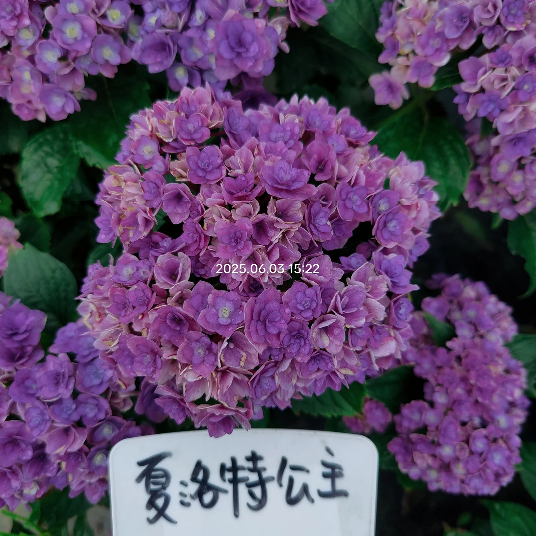 绣球花小苗满30元包邮