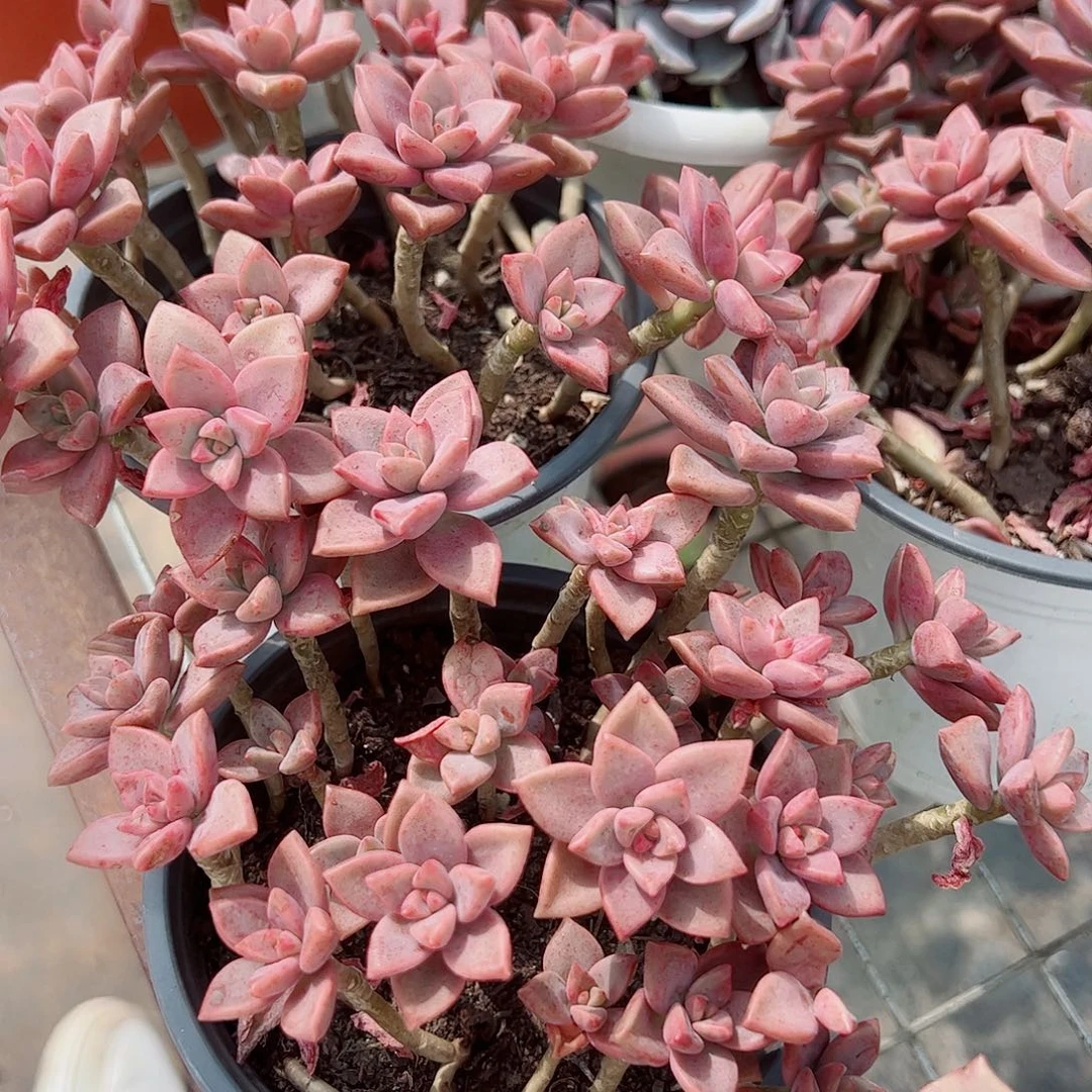 姬胧月散装带盆土两盆特价