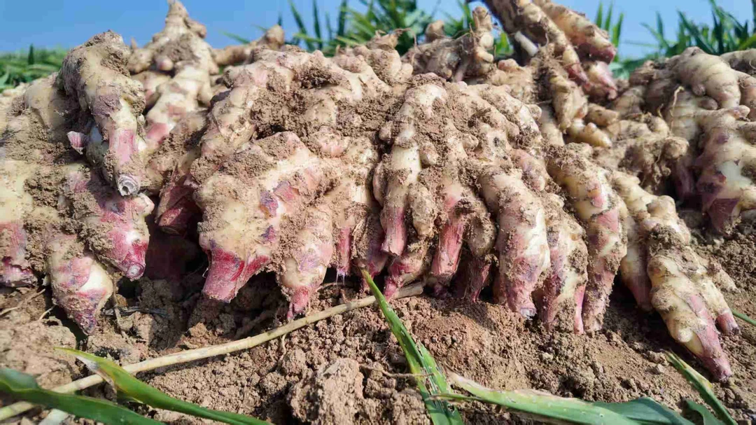 山东新鲜现挖小黄姜姜味浓郁可泡姜凉拌的嫩姜