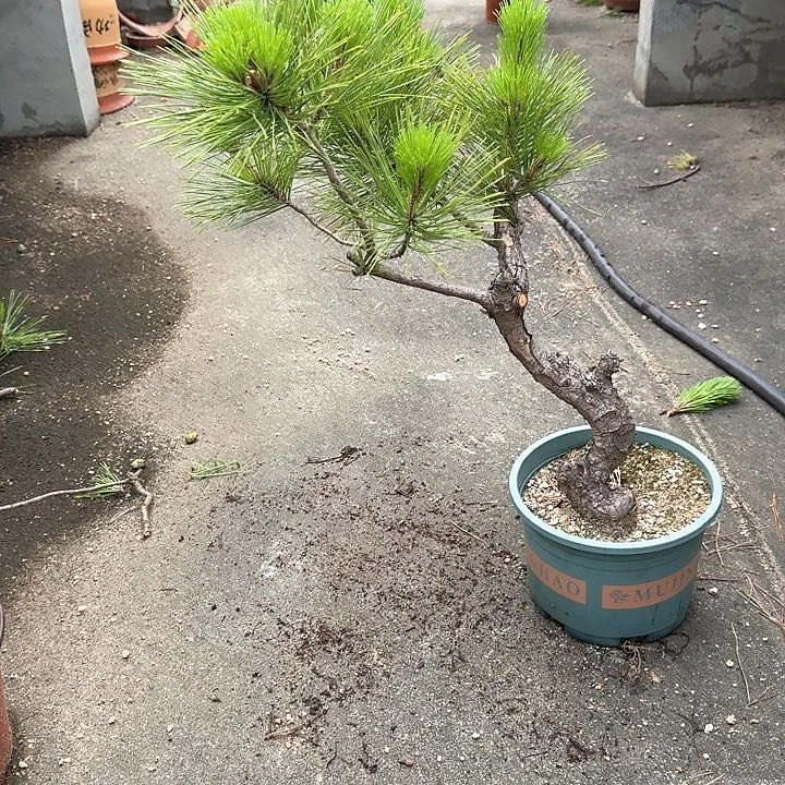 风***&无花朵盆栽植物小老桩黑松