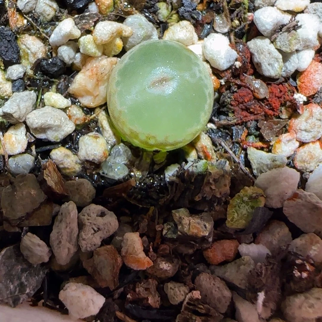 肉锥多肉植物百科-安格252