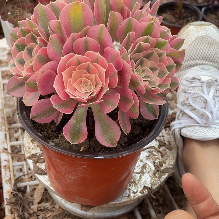 粉女巫一颗脱土发货