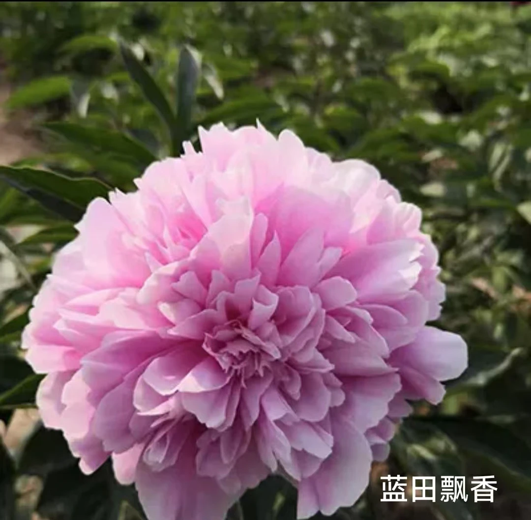 菏泽国产大芍药蓝田飘香庭院阳台种植花苗鲜花芍药花正宗花卉
