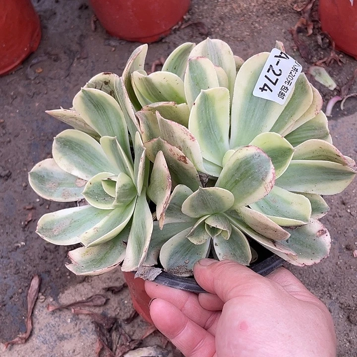 274香炉盘白锦多肉植物法师