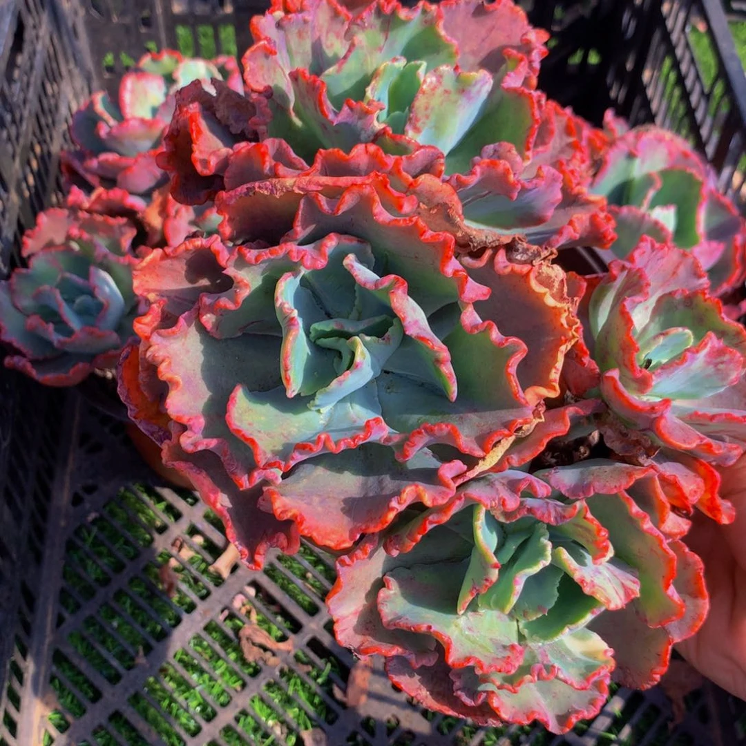 舞会红裙三头起带盆土