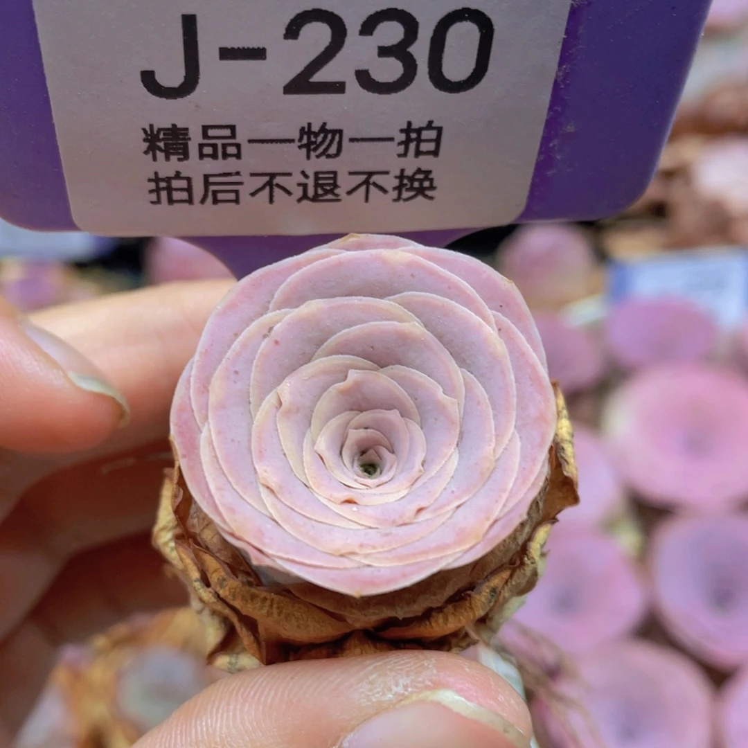 山地玫瑰J230满38包邮裸根发货