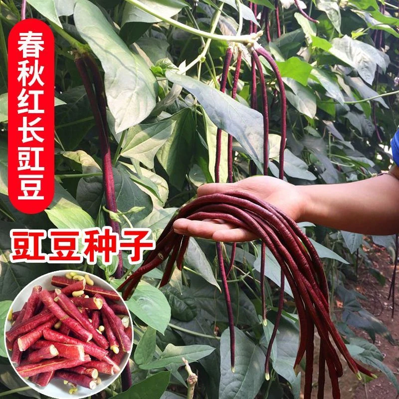春秋红豇豆种籽特长紫红豆角种高产早熟四季播耐热抗病豇豆种子YL