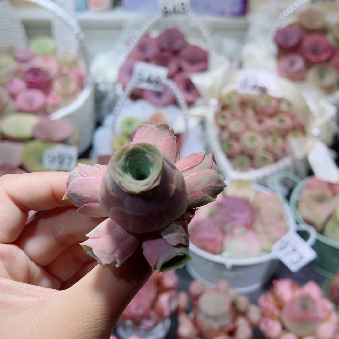 956水蜜桃手捧花。