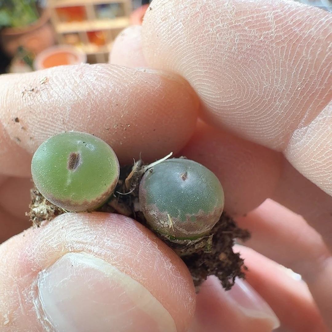 西*露dy20 安格尼斯 西米露