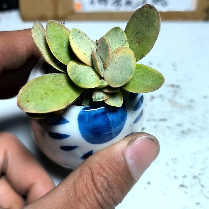 满6元包邮，朝霞锦俩颗