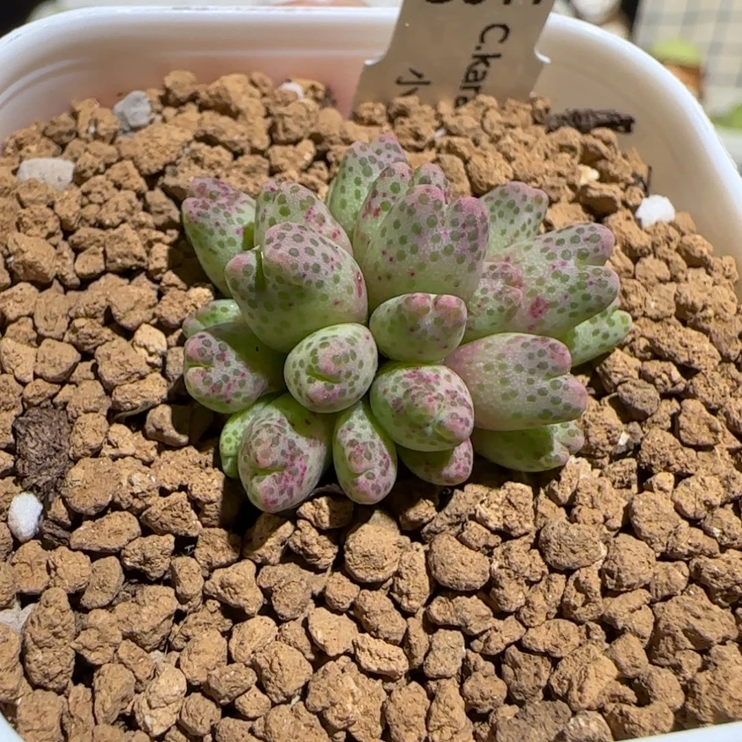 肉锥多肉植物组合-草莓斑马有疤163