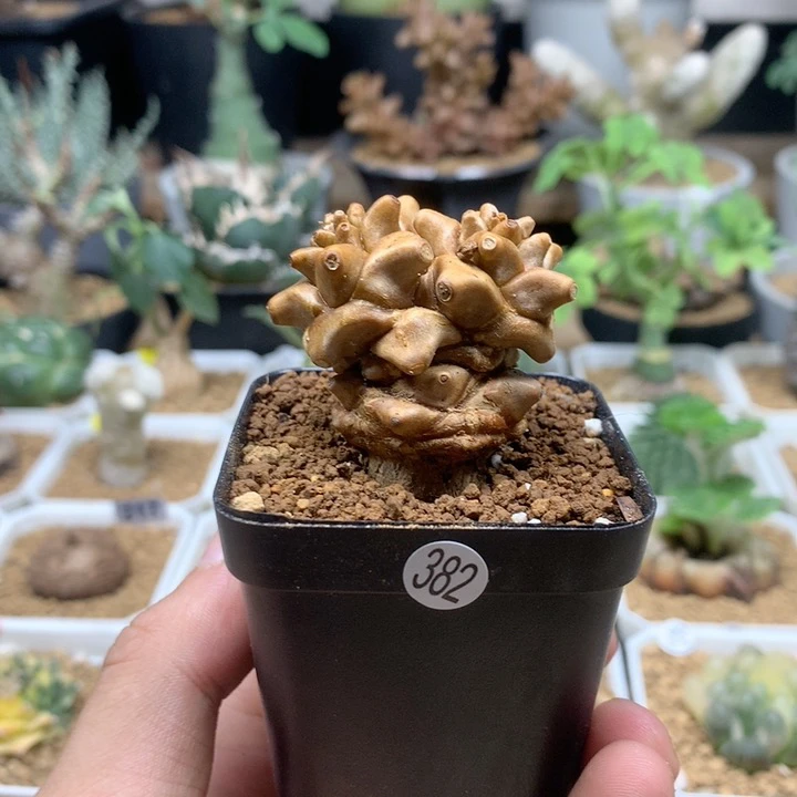 蛮鬼塔厚敦菊带盆382