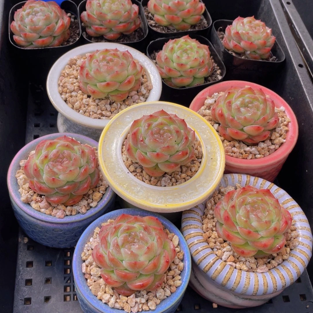 量拍116号 桃露珍妮单头一个