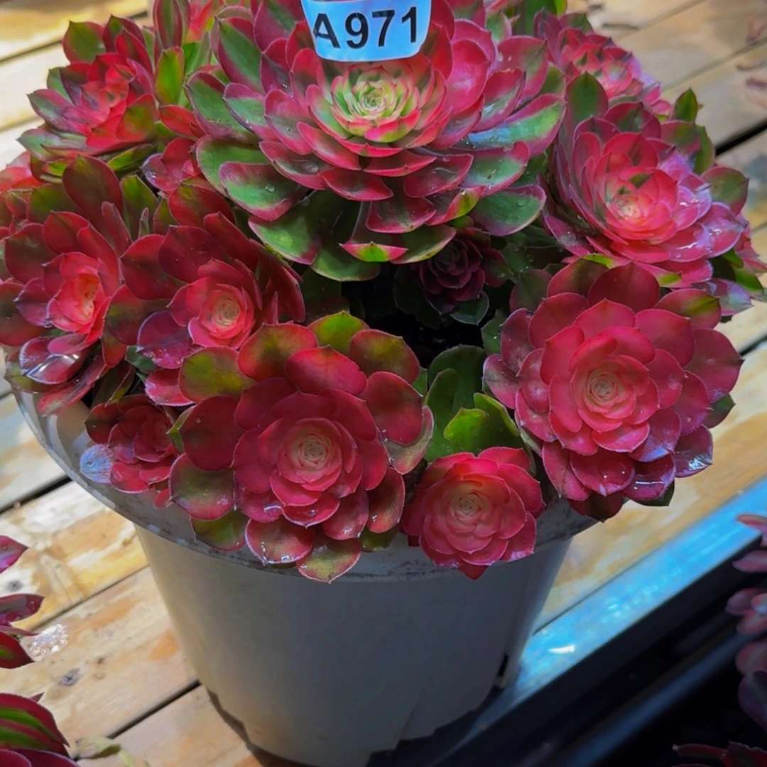 徐***姐971多肉植物法师物流88换这颗