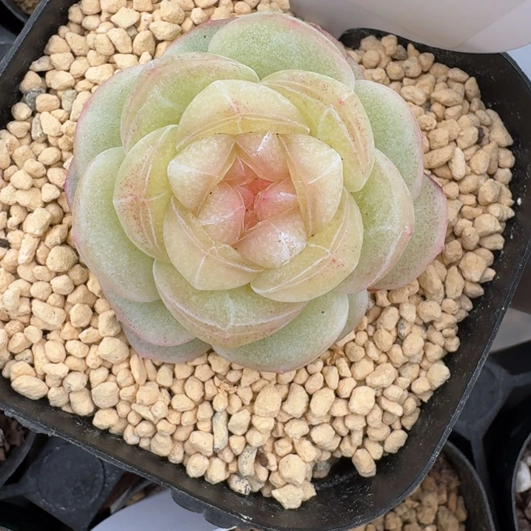 0127-望舒单头-012