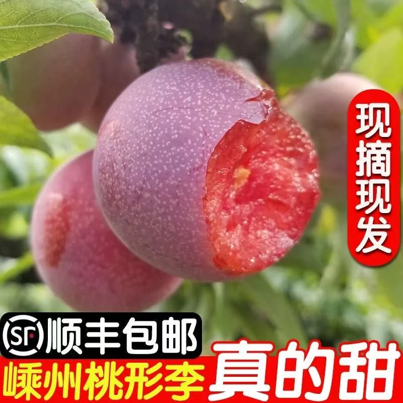 【果王】正宗嵊州金庭桃形李特浙江特产李子现接现发水果顺丰包邮