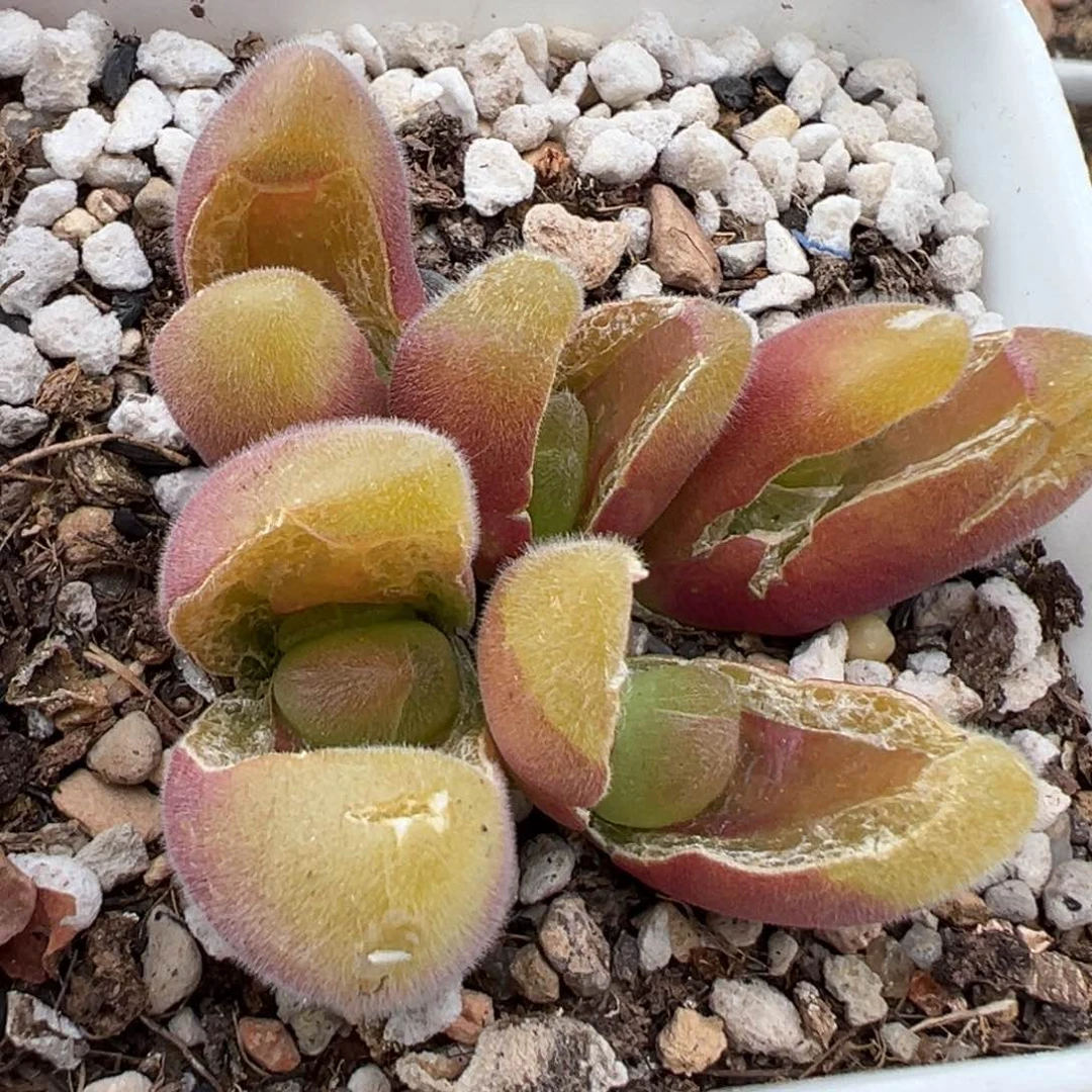 2.8好看的多肉914