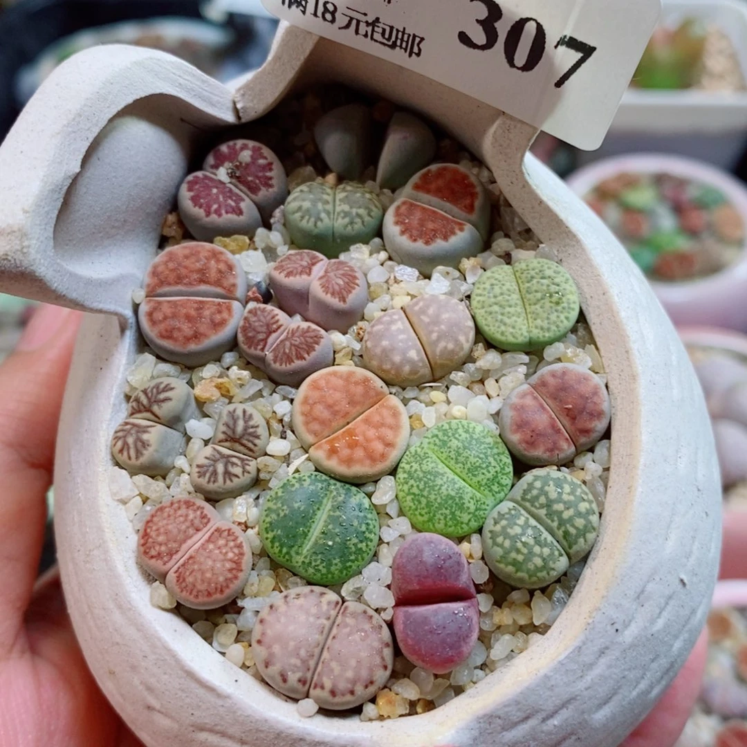 生石花花花花开了307