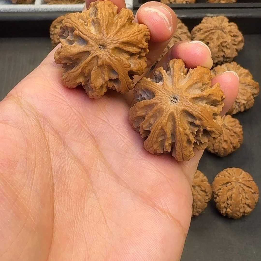 核桃突突突突突突突突突突突突突突