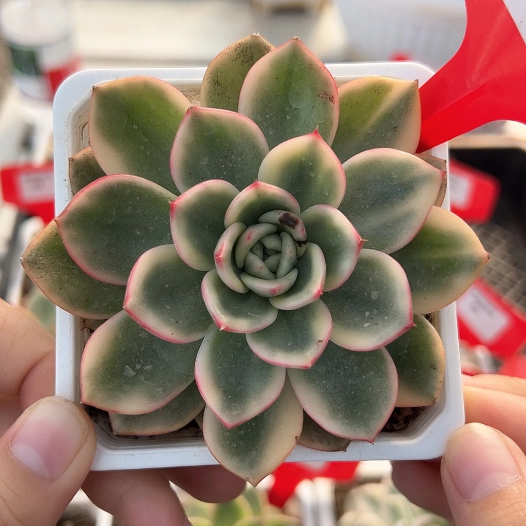 5号蔚蓝锦多肉植物
