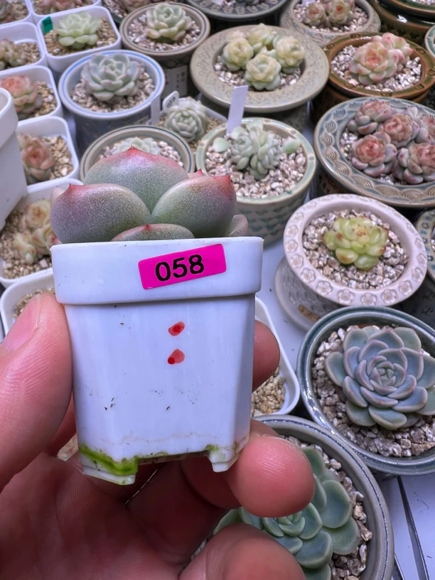 58号未思量多肉植物一物一拍